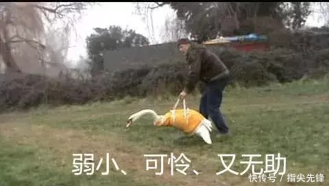 剑桥|剑桥“水怪”！揍人打狗未逢敌手？这么嚣张居然是女王给ta撑腰