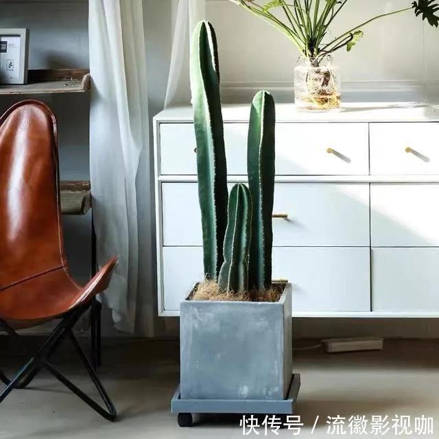 腐殖质|8种“丑花”，个个都有好兆头，家里养几盆，镇宅吉祥，越养越爱