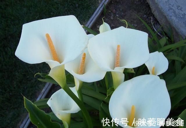 水竹|这3种花要多浇水,水多了就爆盆到处生长,夏天养正合适