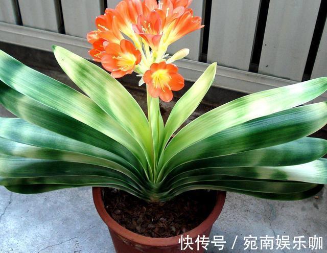 养君子兰,死记硬背5个要点,啥问题也没有,叶子油绿过年满花箭