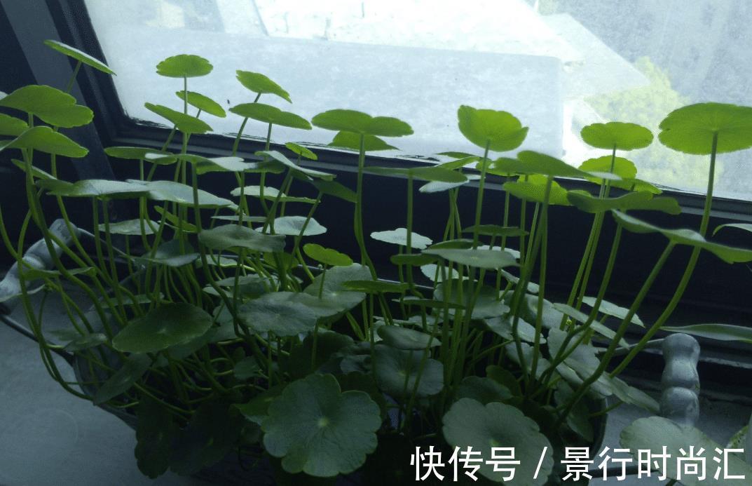 客厅两个地方千万别“养花”,养了也尽快搬走,别不当回事!