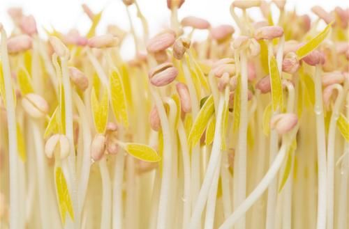 立春到，春将至，这5种春菜要常吃，应季而食，鲜嫩营养去春燥