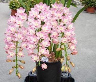 农历十一月大雪过后,养什么花?家里养3种花,吉星高照顺心如意