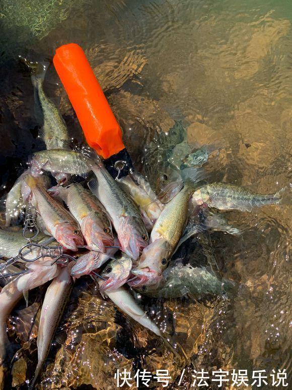 枯水期|珠江水浅,这群深藏水底的“鱼”浮出,有人钓了一大堆