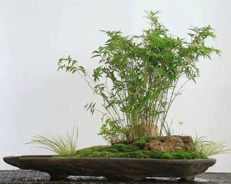  收藏|惊艳的6大盆景造型，中国植物艺术的巅峰，收藏起来