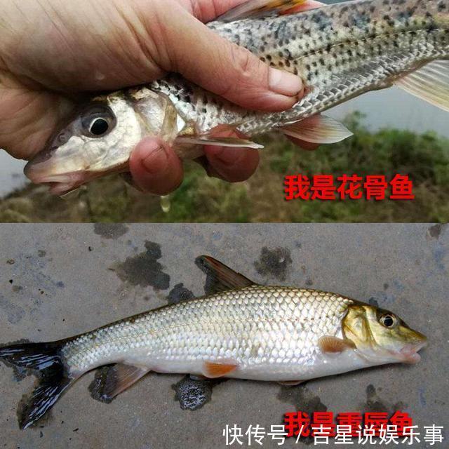 九成钓友都会把这几种鱼认错,和牢底坐穿鱼搞混就麻烦了