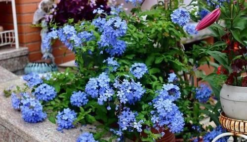 养护|阳台再小,也要养4种花,一年开花230天,轻松开成小花园