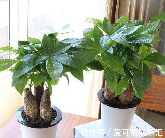 3种花冻伤不要扔,简单剃个头,很快就能起死回生