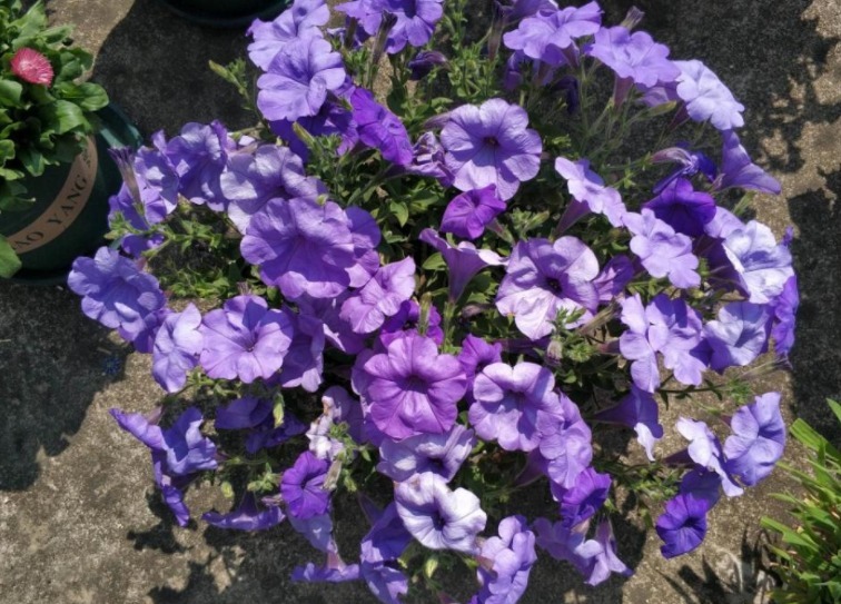 养花|阳台养花，夏季多栽些矮种牵牛花，家里轻松变成花海、花瀑布