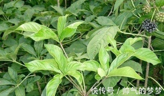 这东西,价值不输人参,昔日千金不换,如今沦为杂草,可惜了