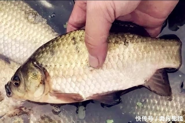 野钓|夏季野钓的三个小妙招,学会这样用饵,大板鲫手到擒来