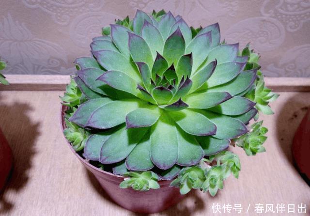 零下几度还长势良好的多肉,肉友们见过吗