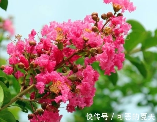 百日红|农历十月十八小雪后，养什么花？家里养3种花，五福临门幸福如意