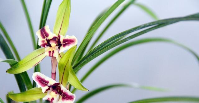 施肥|夏季养兰花要慎重,分清楚养护工作上的事,什么该做,什么不该做