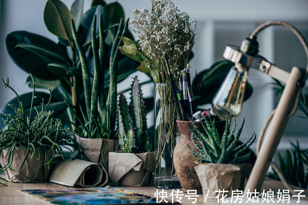 三角梅|这6种花适合小盆养,用小盆,少管它,反而越长越旺,花开爆盆