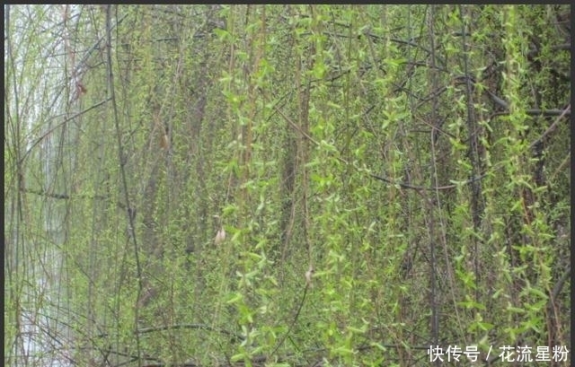 活血|农村常吃的几种野菜清热解毒、活血排脓,来看看你都认识吗?