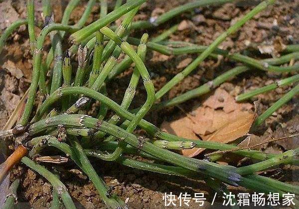 本草纲目|农村长得非常好玩的节节草，浑身上下都是个宝，用好可治4种病