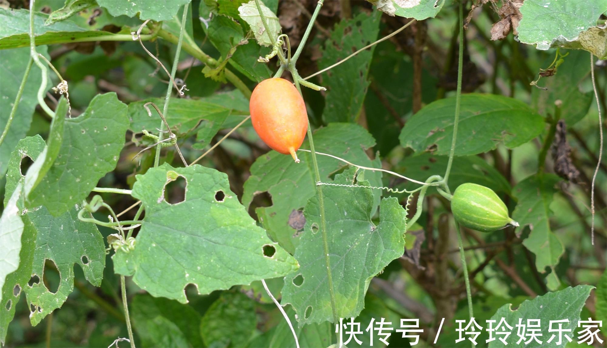 野菜|农村一种“野黄瓜”,过去烂一地没人要,如今价值珍贵90元一斤