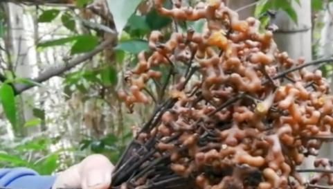 山里“4种”野果子,以前砍柴时吃到吐,如今满山找不到1棵,可惜