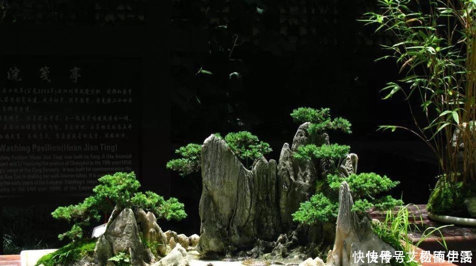 石头|大爷用石头来养花,越养越值钱,有人出1000块也不卖!