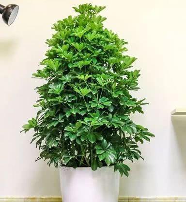 扦插|做好4点,鸭掌木安全度夏!天一凉快,叶子蹭蹭长,终年油绿