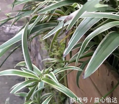 养吊兰,用上这2种小玩意,叶子宽大又绿,蹭蹭长爆盆