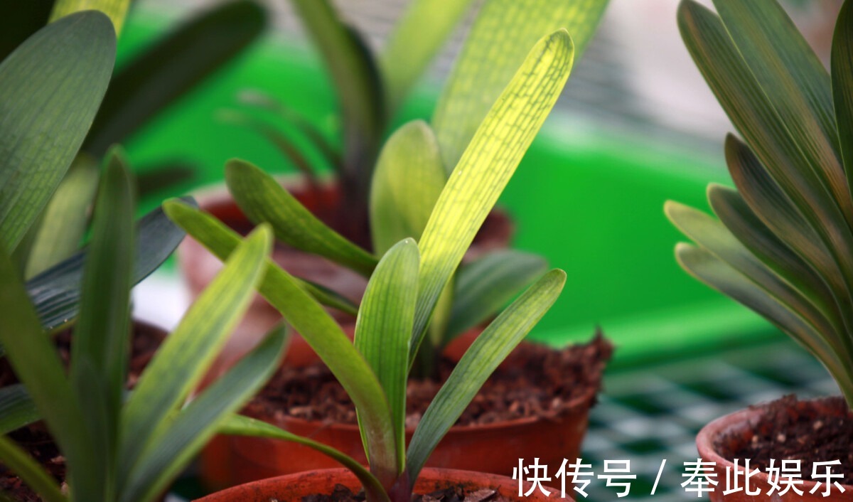 君子兰长得好不好，不在于开不开花，而在于这三个地方