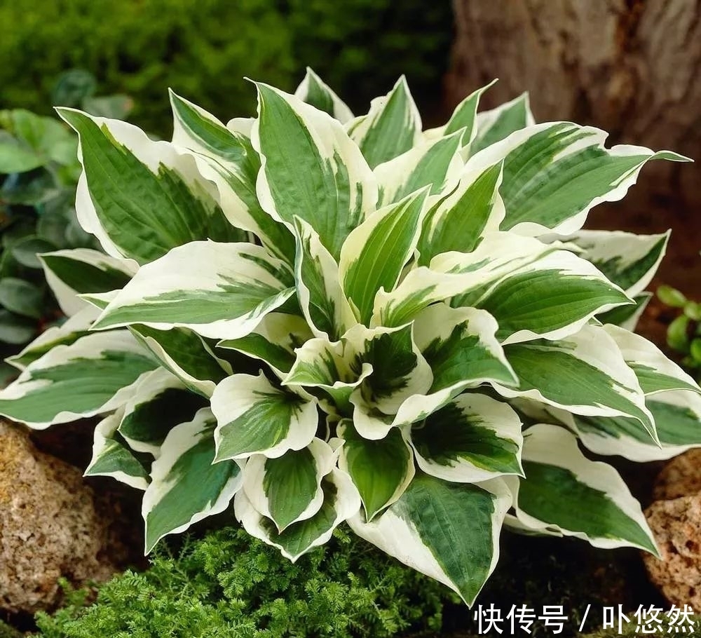 天生“体阴”的6种花，晒太阳易黄叶，阴一点反而长得绿油油！