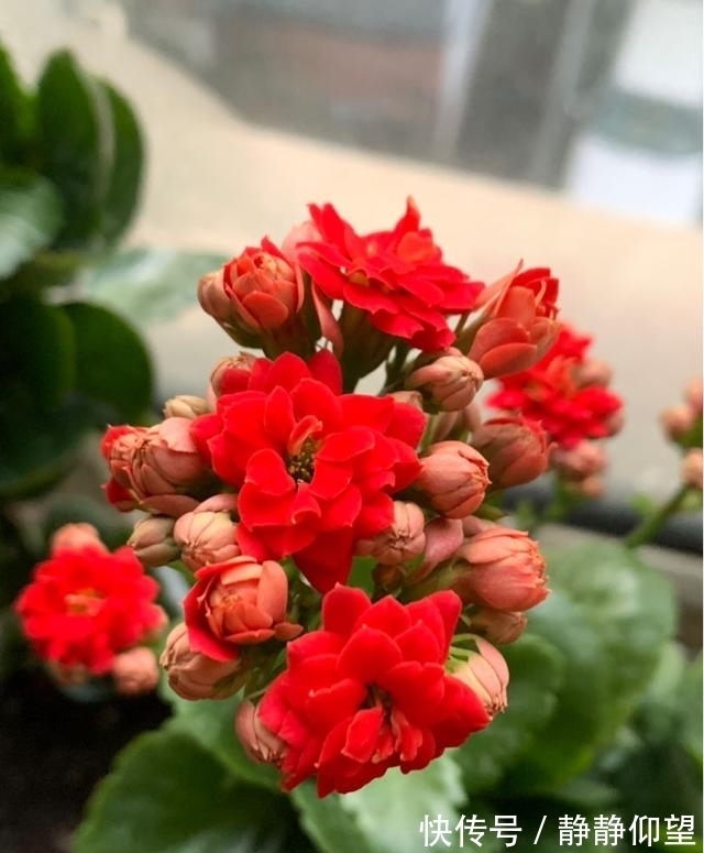 长寿花这个地方剪一剪,满头冒花苞,独苗绽放层叠群花