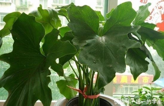 浇花别再用清水了！水里加点“它”，盆土疏松又肥沃，养啥旺啥！