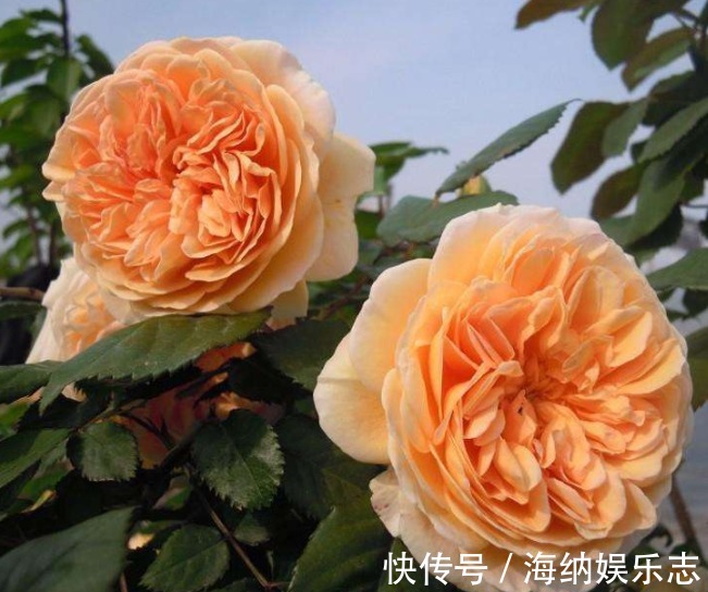 繁花似锦|喜欢菊花，不如养盆玛格丽特王妃，似花簇锦攒，繁花似锦