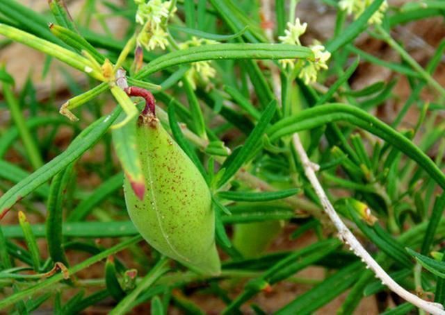 树脂|儿时常吃的野果,竟然含有橡胶、树脂,是重要的工业原料