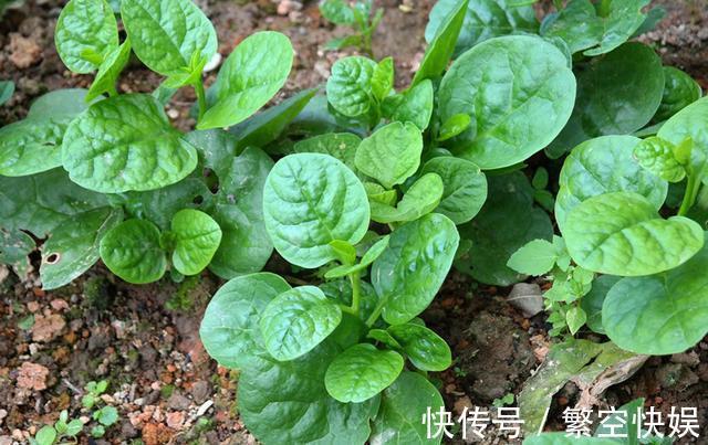 木耳菜5种最好吃的做法,每种都简单美味,看看你喜欢吃哪种