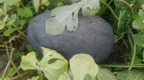  “最贵”的4种水果