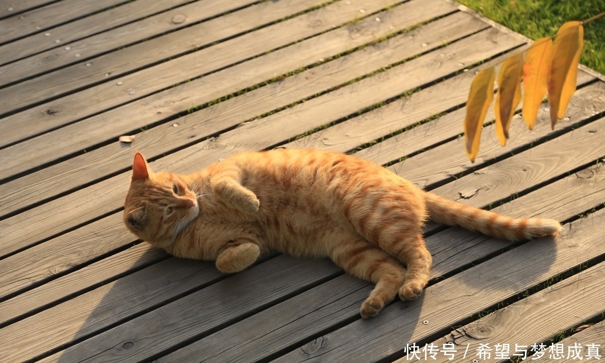 种田#分享3本各类好书,一本日常萌宠类,一本无敌爽文,一本种田流