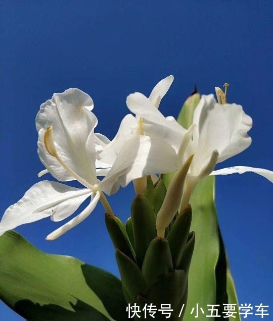 莪术|生姜开花,原来这么美,第一次见到!生姜开花,原来这么美,第一次见到!