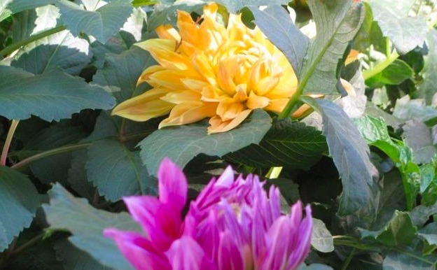 此花可以与牡丹媲美，但却更好养，不少女生看上一眼便喜欢