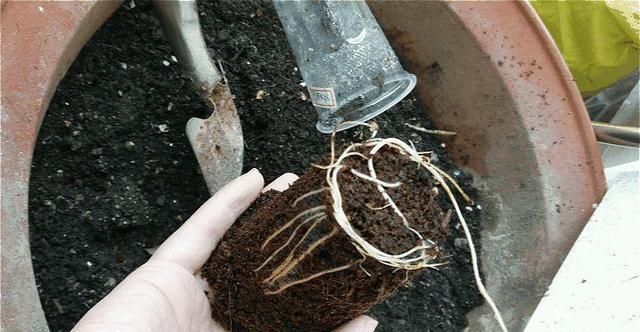 养花|3种“有机肥”,随手盆栽“埋”1点,根系缠绕,开花“爆”盆