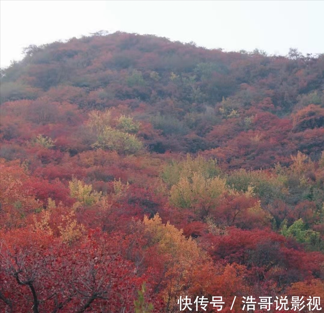 攻略|坡峰岭红叶赏秋攻略和特色民宿评测！游玩体验远高于香山红叶！