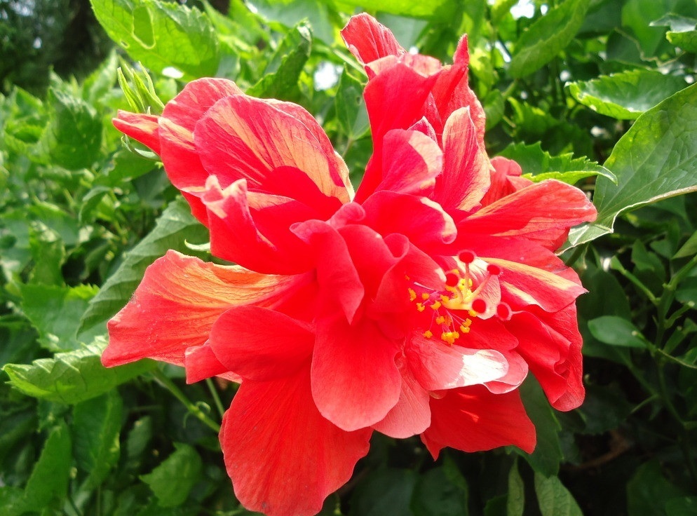 木槿花|此花和木槿花很像，所代表的是新鲜的情感，和一种清新的美