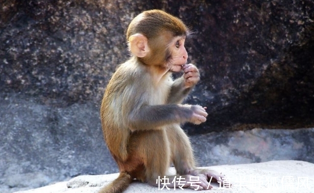 梦想|飞黄腾达就在眼前，天降鸿运赚钱不难，生肖猴实现梦想赚大钱