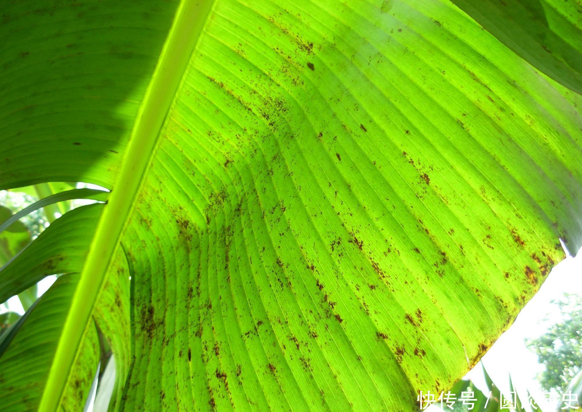 花养成光杆,是什么原因造成的,如何补救?