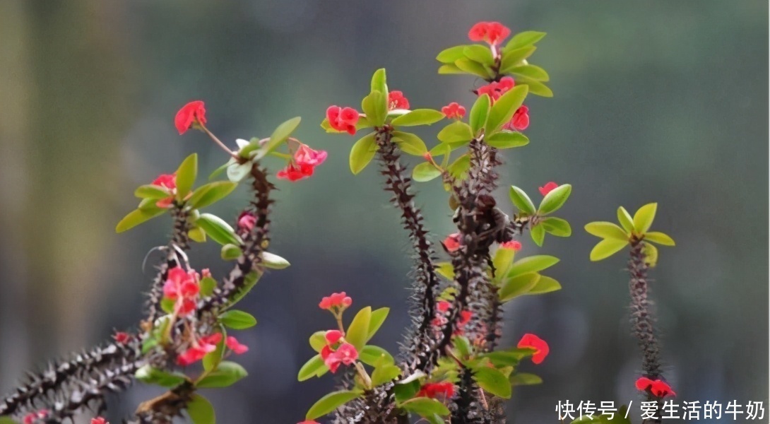 水培植物|别信卧室养绿植除甲醛，还有这些花一定不要养，否则只有后悔