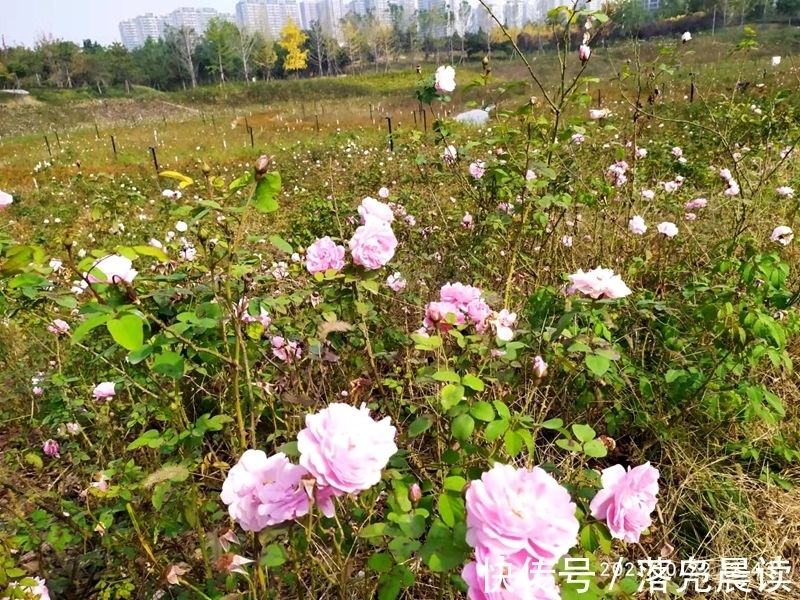 网红达人|郑州西流湖公园初现网红花海数公顷各色花卉芳香扑鼻