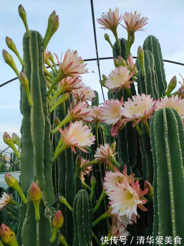 龙骨|室内想养“大盆镇宅花”,建议从这10种里面选,听名字就很霸气