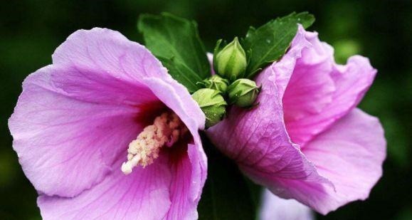 农历6月25号起，最适合养这些花，分分钟养爆盆，花开绚丽