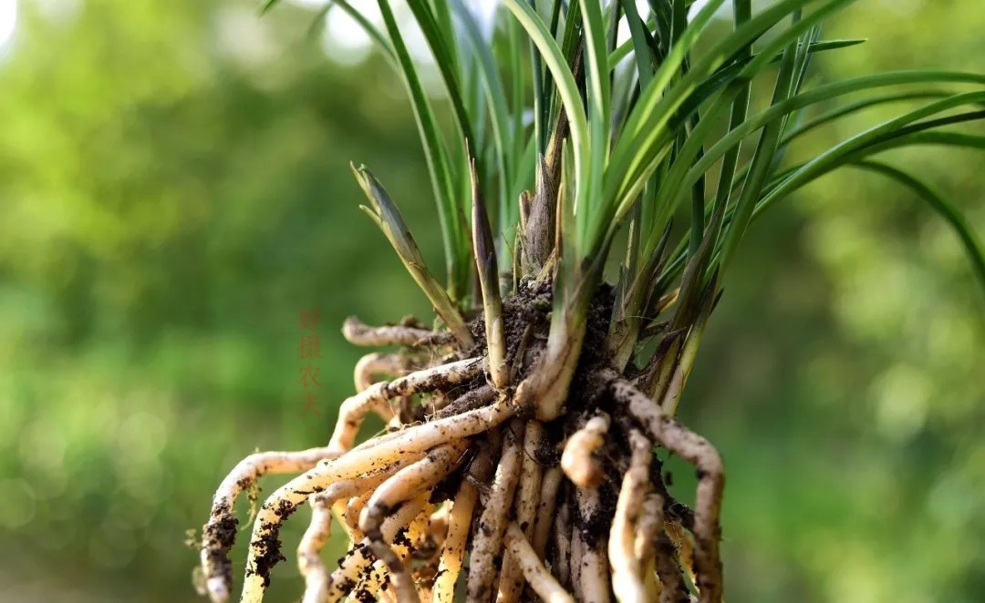 松节油|松树是个宝,种植兰花少不了,可为何很多兰友却用不好?