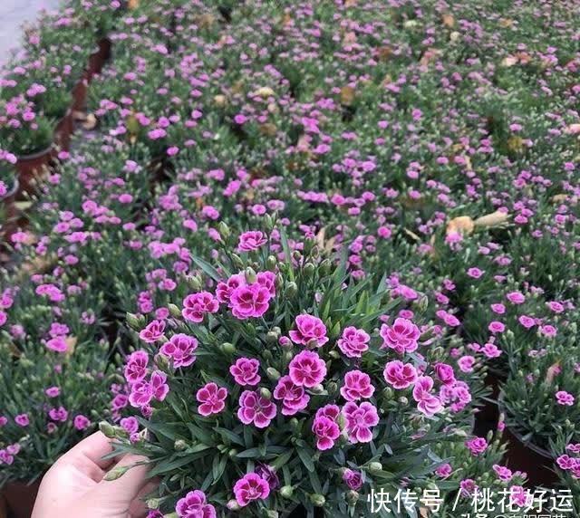 栽种|小院养花,石竹花是首选,耐晒,花期长,不怕涝,开花还很多