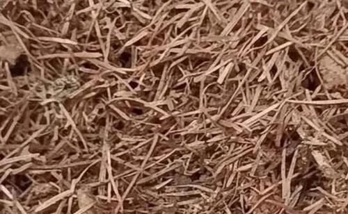 怎样发酵松针？