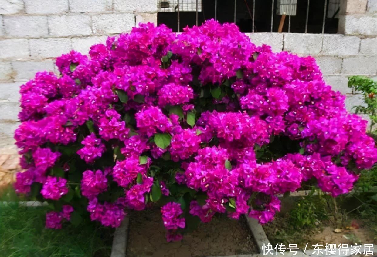 三角梅不开花?掌握3个“弱点”,开花很强悍,一茬接一茬